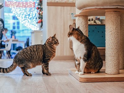 Cat Cafe Kačių Kavinė